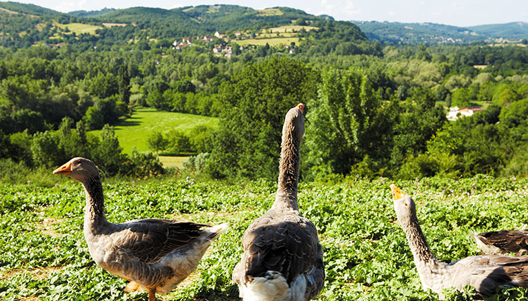 Bdxi-dordogne-bordeaux-biking-10